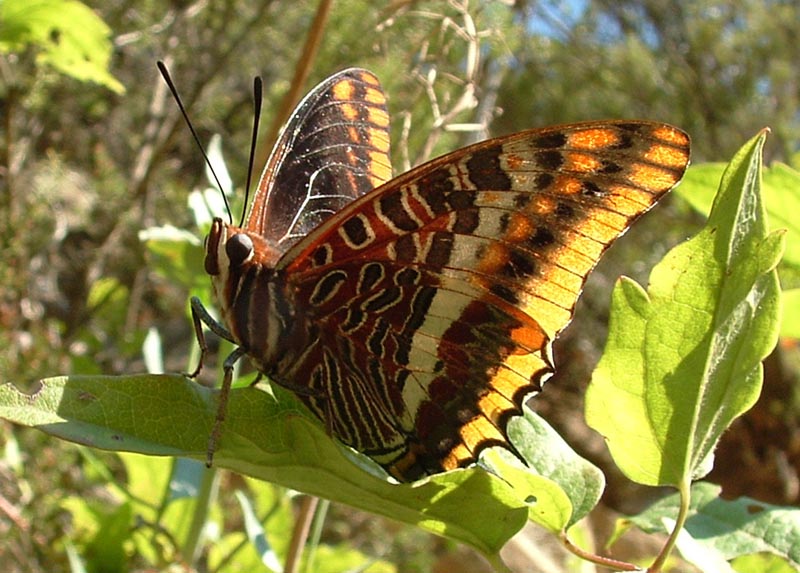 Charaxes jasius